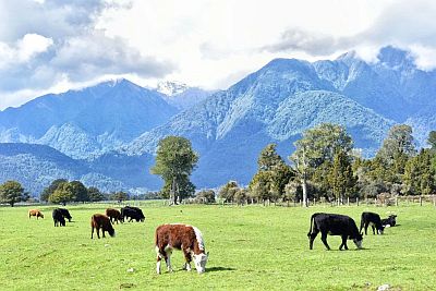Image of cows in a field with mountains in the background