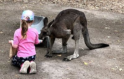 Little Miss Coin feeding a Kangaroo at a wildlife park